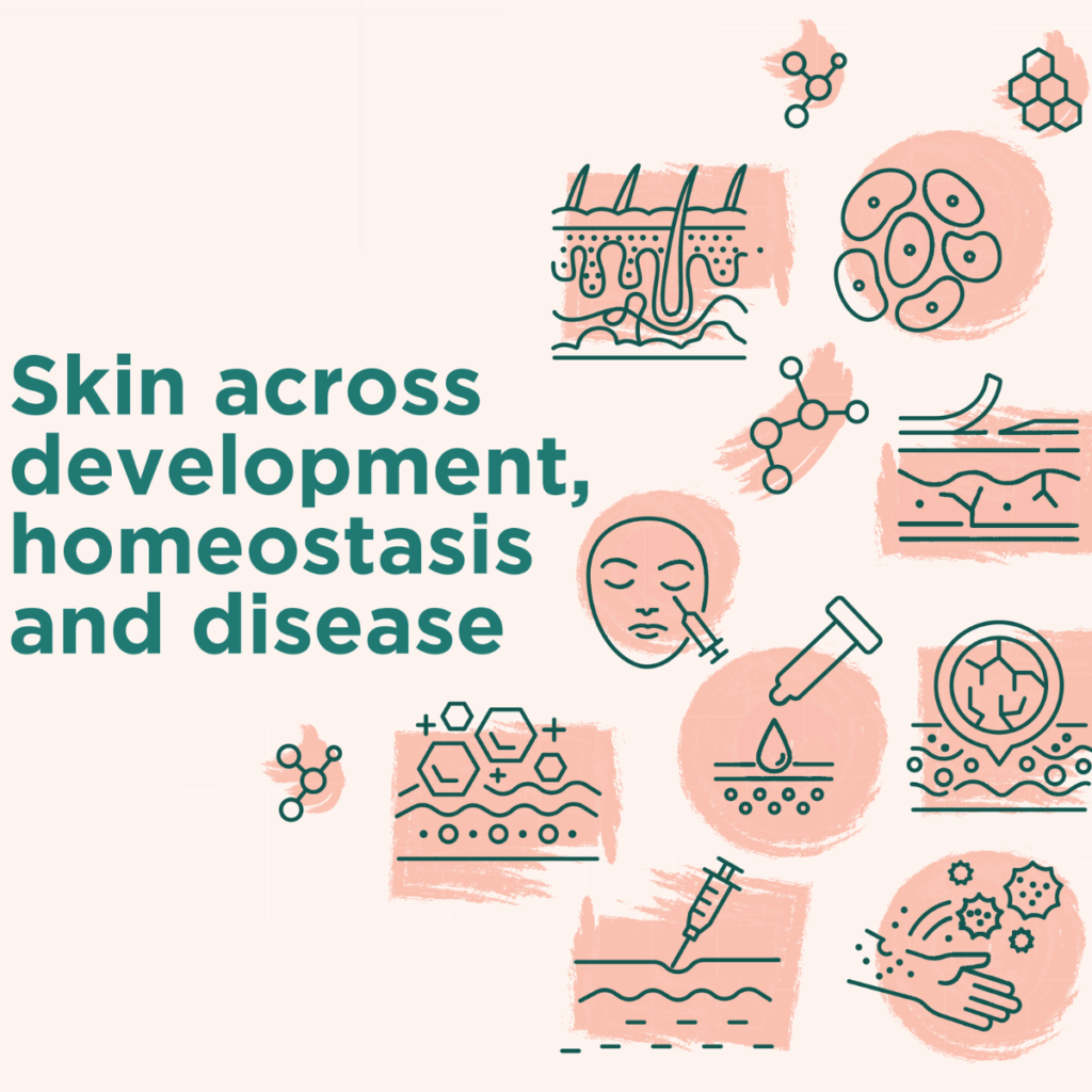 Registration open: “Symposium: Skin across development, homeostasis and Disease” 17-18 Sep ’26, i3S